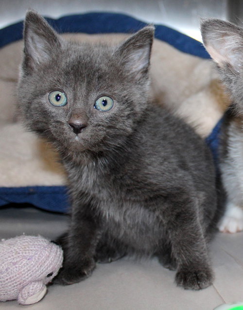 37598 - Jasper