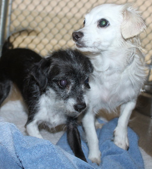 38265 & 38266 - Tootsie & Tinker
