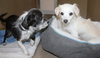 38265 & 38266 - Tootsie & Tinker