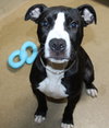 38342 - Harper