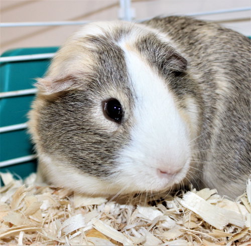 38168 - Peanut