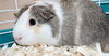 38168 - Peanut