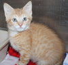 38393 - Simon