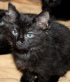 38593 - Archie