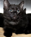 38593 - Archie