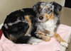 38579 - Allie