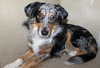 38579 - Allie