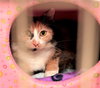 38396 - Bella