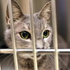 38591 - Little Girl