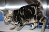38738 - Marble