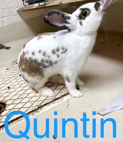 38617 - Quintin