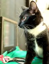 38737 - Lil Onyx