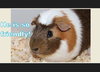 38845 - Allen the Adorable