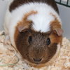 38845 - Allen the Adorable