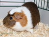 38845 - Allen the Adorable