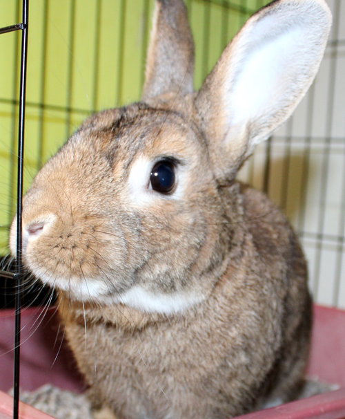 38846 - Brownie