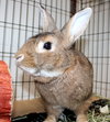 38846 - Brownie