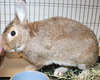 38846 - Brownie