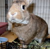 38846 - Brownie