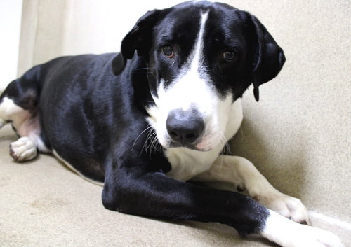 38898 - Cooper
