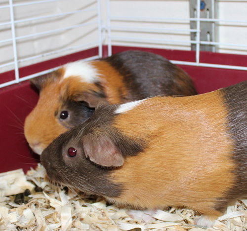 38871 & 38872 - Gizmo & Latte