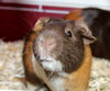 38871 & 38872 - Gizmo & Latte