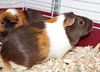38871 & 38872 - Gizmo & Latte