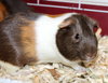 38871 & 38872 - Gizmo & Latte