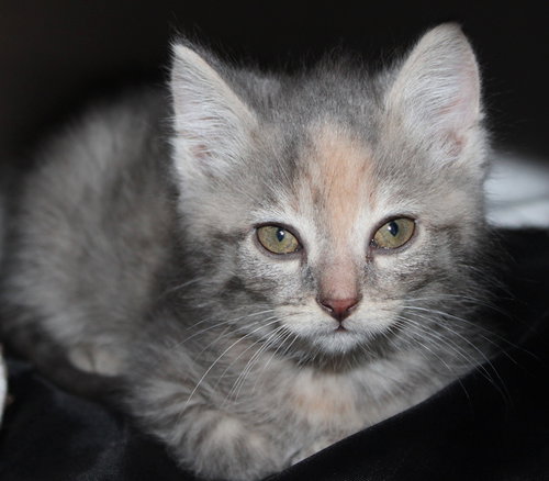 38782 - Daisy