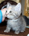 38782 - Daisy