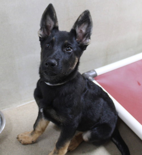 39013 - Baxter