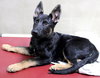 39013 - Baxter