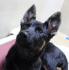 39013 - Baxter