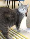 38995 - Otto