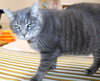 38995 - Otto