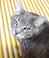 38995 - Otto