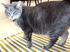 38995 - Otto