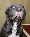 39094 - Buckey