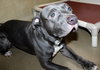 39094 - Buckey