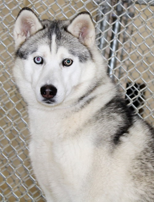 39137 - Lyka