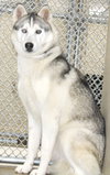 39137 - Lyka
