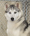 39137 - Lyka