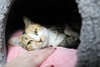 39185 Gingersnap