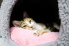 39185 Gingersnap