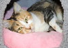 39185 Gingersnap