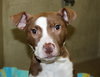 39225 - Rudy Roo Roo