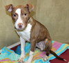 39225 - Rudy Roo Roo