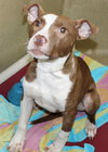 39225 - Rudy Roo Roo