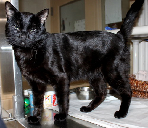 39173 - Romeo