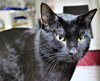 39173 - Romeo